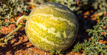 Kalahari Melon Seed